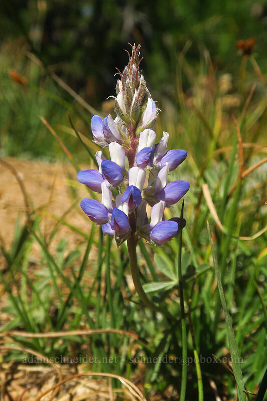 dwarf lupine (Lupinus lepidus var. lobbii) [Tahoe Meadow, Humboldt-Toiyabe National Forest, Washoe County, Nevada]