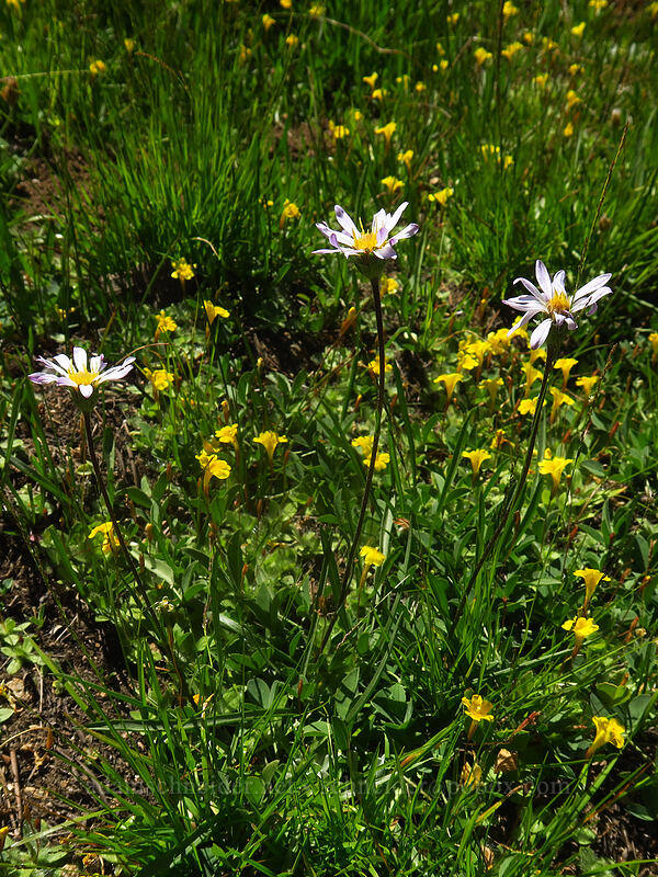 tundra asters & primrose monkeyflowers (Oreostemma alpigenum var. andersonii (Aster alpigenus), Erythranthe primuloides (Mimulus primuloides)) [Tahoe Meadow, Humboldt-Toiyabe National Forest, Washoe County, Nevada]