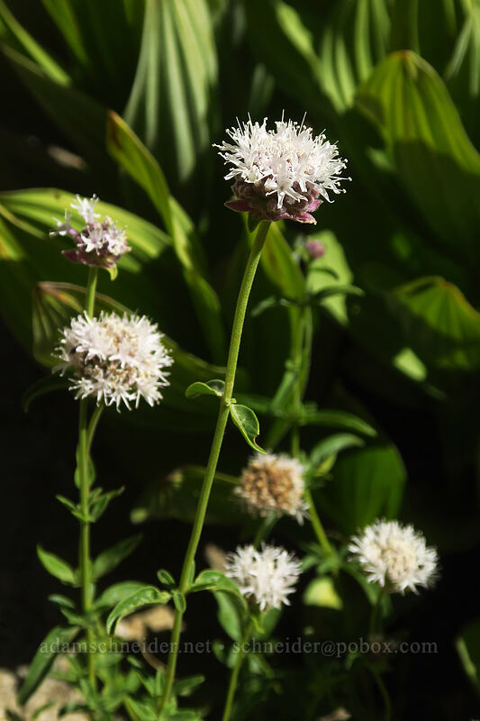 coyote mint (Monardella odoratissima) [Tahoe Meadow, Humboldt-Toiyabe National Forest, Washoe County, Nevada]