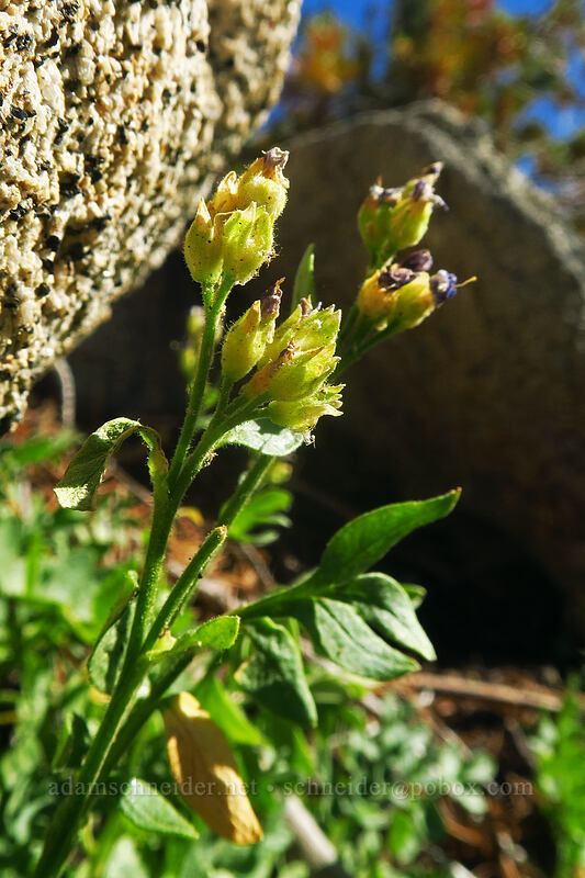 California Jacob's-ladder, going to seed (Polemonium californicum) [Tahoe Meadow, Humboldt-Toiyabe National Forest, Washoe County, Nevada]