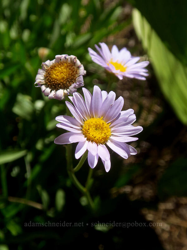 subalpine fleabane (Erigeron glacialis var. glacialis) [Tahoe Meadow, Humboldt-Toiyabe National Forest, Washoe County, Nevada]