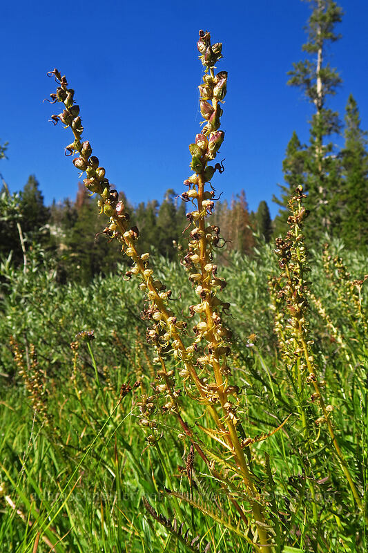little elephant's-head lousewort, going to seed (Pedicularis attollens) [Tahoe Meadow, Humboldt-Toiyabe National Forest, Washoe County, Nevada]
