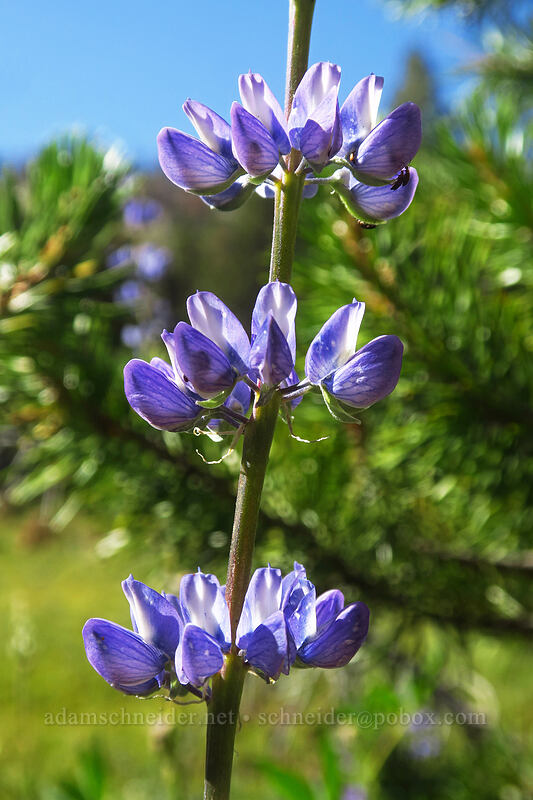 big-leaf lupine (Lupinus polyphyllus) [Tahoe Meadow, Humboldt-Toiyabe National Forest, Washoe County, Nevada]