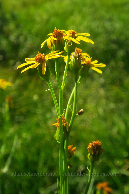 arrow-leaf groundsel (Senecio triangularis) [Tahoe Meadow, Humboldt-Toiyabe National Forest, Washoe County, Nevada]