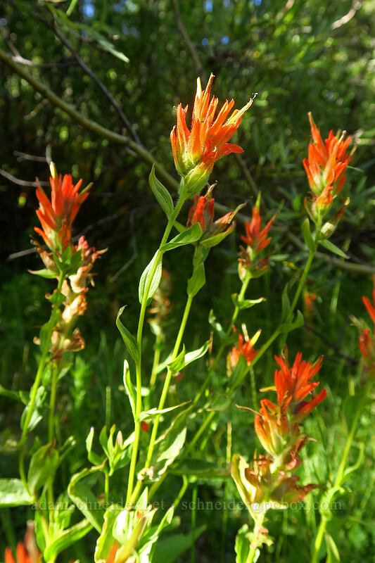 scarlet paintbrush (Castilleja miniata) [Tahoe Meadow, Humboldt-Toiyabe National Forest, Washoe County, Nevada]