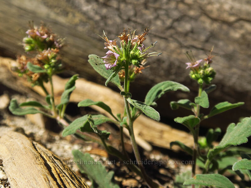 waterleaf phacelia (Phacelia hydrophylloides) [Tahoe Meadow, Humboldt-Toiyabe National Forest, Washoe County, Nevada]