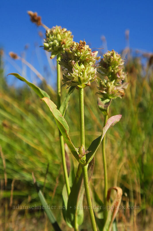 Rydberg's penstemon, going to seed (Penstemon rydbergii) [Tahoe Meadow, Humboldt-Toiyabe National Forest, Washoe County, Nevada]