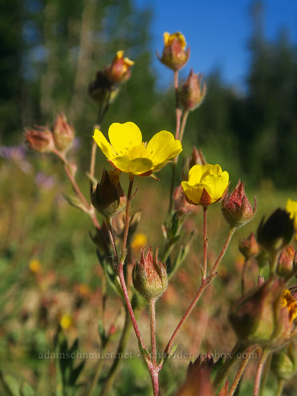 slender cinquefoil (Potentilla gracilis) [Tahoe Meadow, Humboldt-Toiyabe National Forest, Washoe County, Nevada]