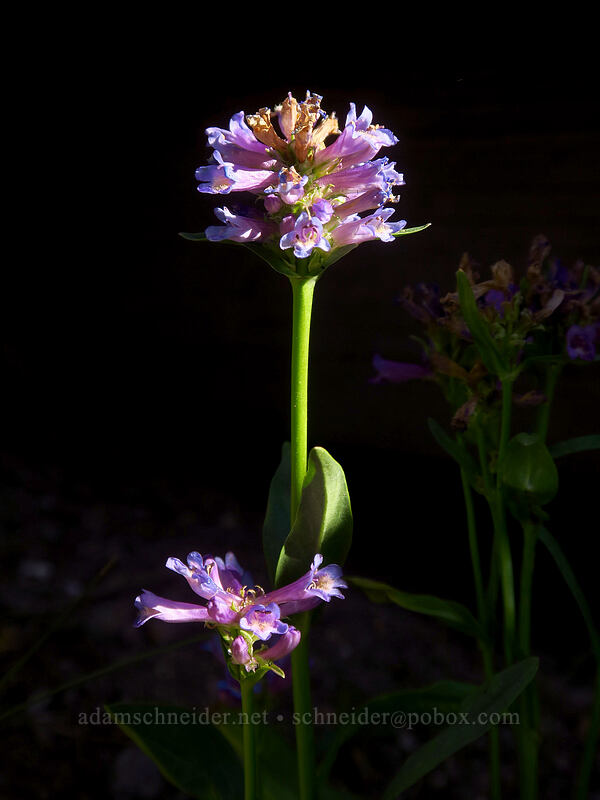 Rydberg's penstemon (Penstemon rydbergii) [Tahoe Meadow, Humboldt-Toiyabe National Forest, Washoe County, Nevada]