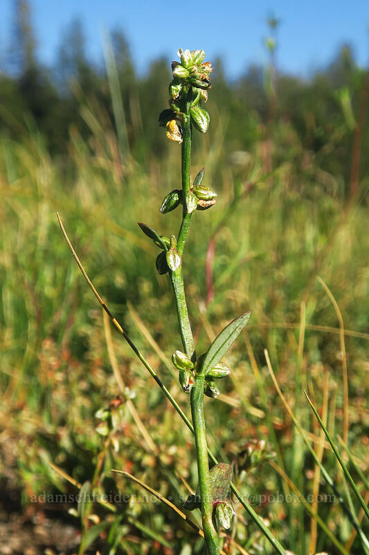 Douglas' knotweed (Polygonum douglasii) [Tahoe Meadow, Humboldt-Toiyabe National Forest, Washoe County, Nevada]