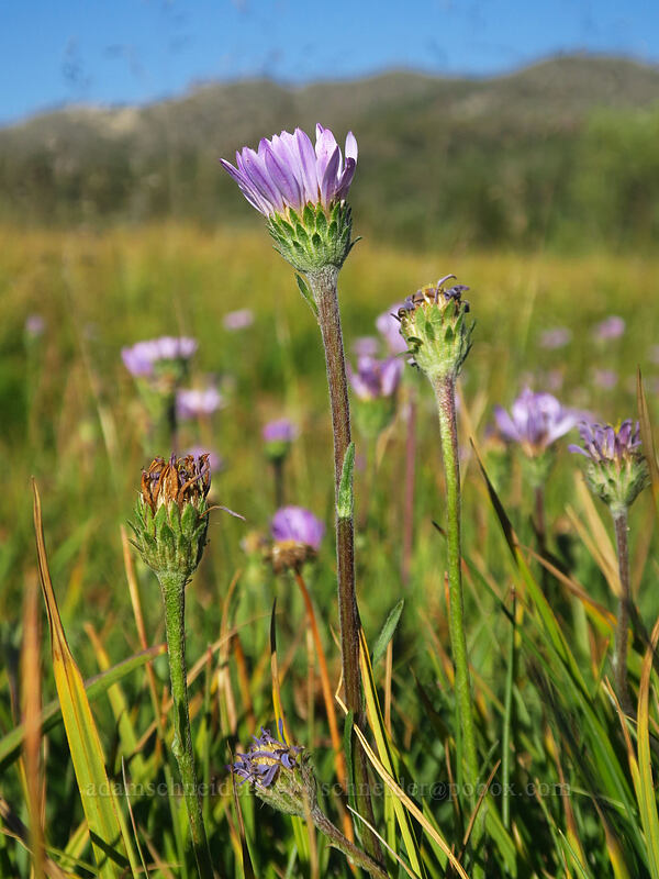 western long-leaf aster (Symphyotrichum ascendens (Aster ascendens)) [Tahoe Meadow, Humboldt-Toiyabe National Forest, Washoe County, Nevada]