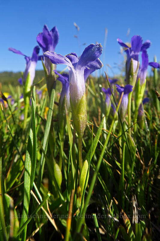 hiker's fringed gentian (Gentianopsis simplex (Gentiana simplex)) [Tahoe Meadow, Humboldt-Toiyabe National Forest, Washoe County, Nevada]