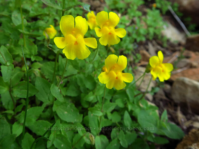 yellow monkeyflower (Erythranthe guttata (Mimulus guttatus)) [Tahoe Meadow, Humboldt-Toiyabe National Forest, Washoe County, Nevada]