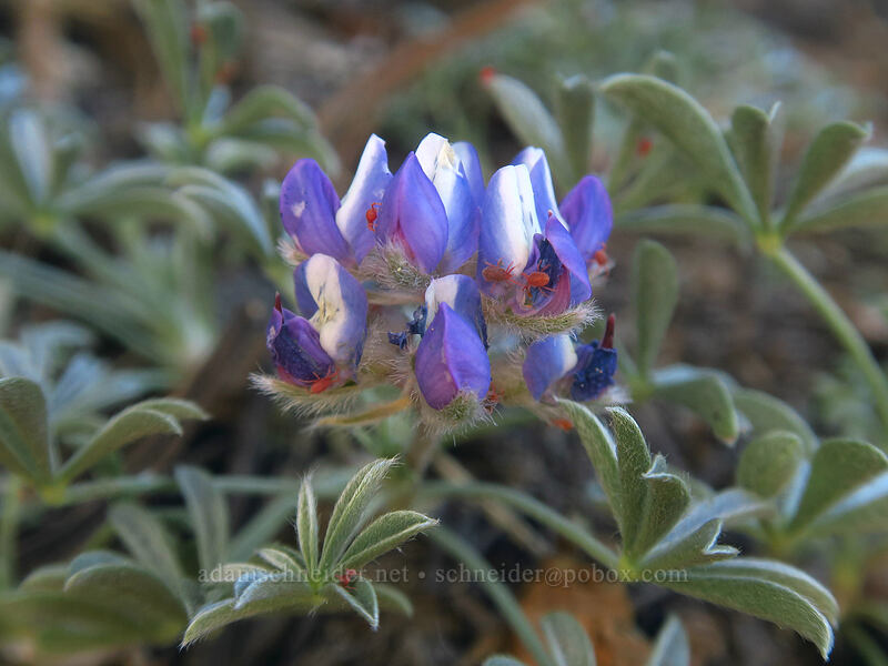 dwarf lupine & velvet mites (Lupinus lepidus var. lobbii) [Tahoe Meadow, Humboldt-Toiyabe National Forest, Washoe County, Nevada]