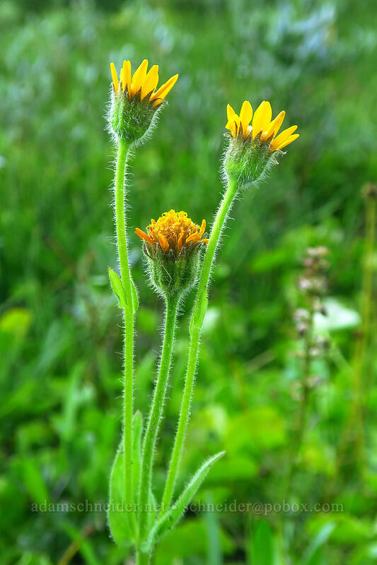 Nevada arnica (Arnica nevadensis) [Tahoe Meadow, Humboldt-Toiyabe National Forest, Washoe County, Nevada]