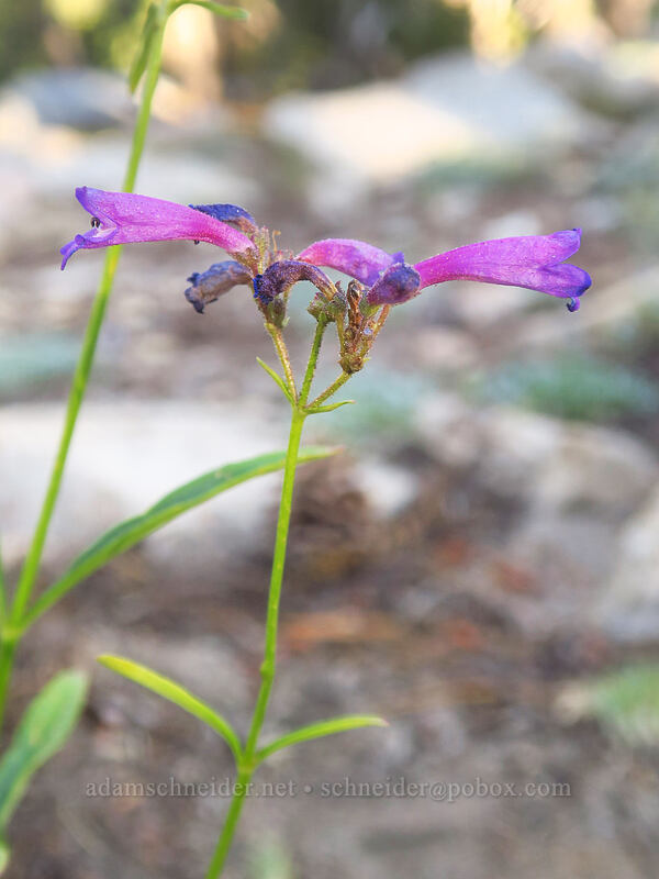 slender penstemon (Penstemon gracilentus) [Tahoe Meadow, Humboldt-Toiyabe National Forest, Washoe County, Nevada]
