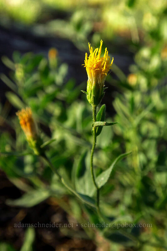 Brewer's aster (Doellingeria breweri (Eucephalus breweri) (Chrysopsis breweri)) [Tahoe Meadow, Humboldt-Toiyabe National Forest, Washoe County, Nevada]