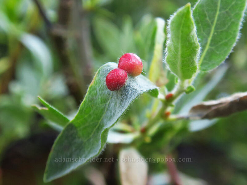 willow apples (sawfly galls) on a willow leaf (Euura californica (Pontania californica), Salix sp.) [Tahoe Meadow, Humboldt-Toiyabe National Forest, Washoe County, Nevada]