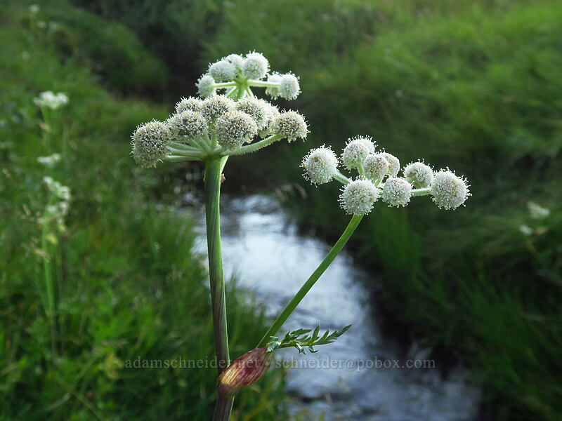 ranger's buttons & Ophir Creek (Sphenosciadium capitellatum (Angelica capitellata)) [Tahoe Meadow, Humboldt-Toiyabe National Forest, Washoe County, Nevada]