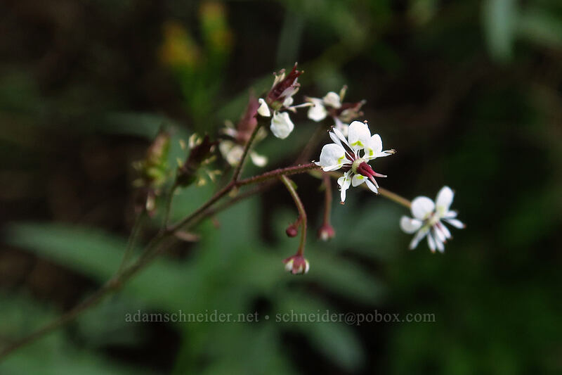 brook saxifrage (Micranthes odontoloma (Saxifraga odontoloma)) [Tahoe Meadow, Humboldt-Toiyabe National Forest, Washoe County, Nevada]