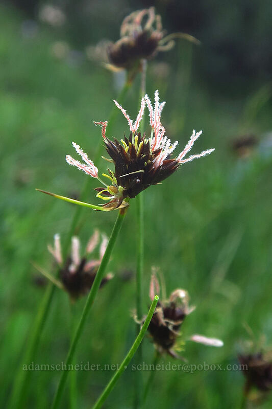 Sierra Nevada rush (Juncus nevadensis) [Tahoe Meadow, Humboldt-Toiyabe National Forest, Washoe County, Nevada]