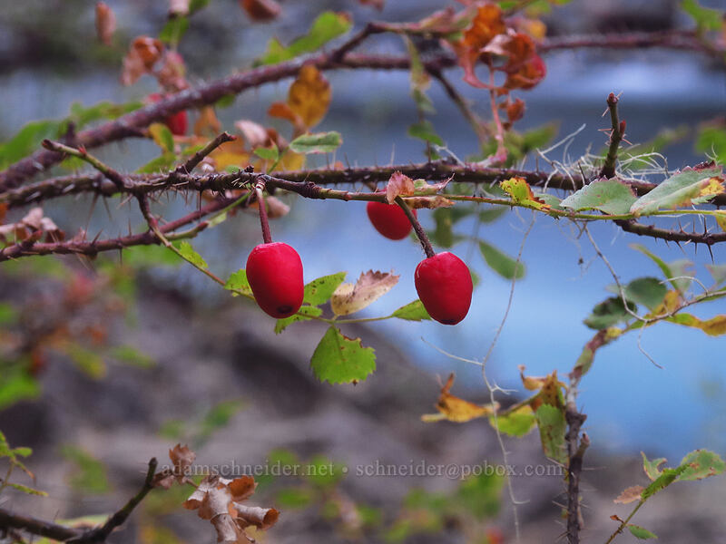 bald-hip rose hips (Rosa gymnocarpa) [Sacandaga Campground, Willamette National Forest, Lane County, Oregon]