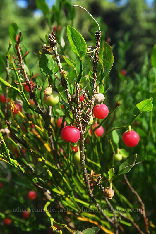 grouse whortleberries (Vaccinium scoparium) [Marie Lake Trail, Diamond Peak Wilderness, Lane County, Oregon]