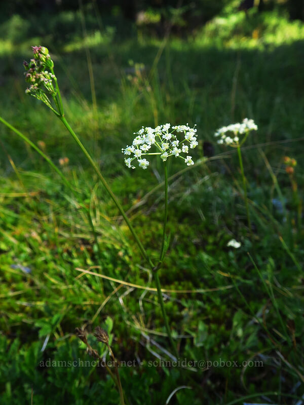 Gray's lovage (Ligusticum grayi) [Marie Lake Trail, Diamond Peak Wilderness, Lane County, Oregon]