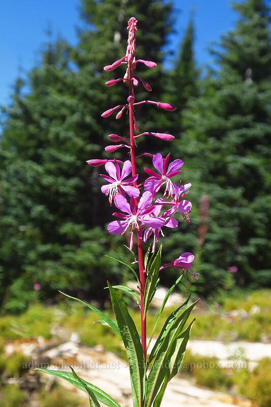 fireweed (Chamerion angustifolium (Chamaenerion angustifolium) (Epilobium angustifolium)) [Pacific Crest Trail, Diamond Peak Wilderness, Lane County, Oregon]