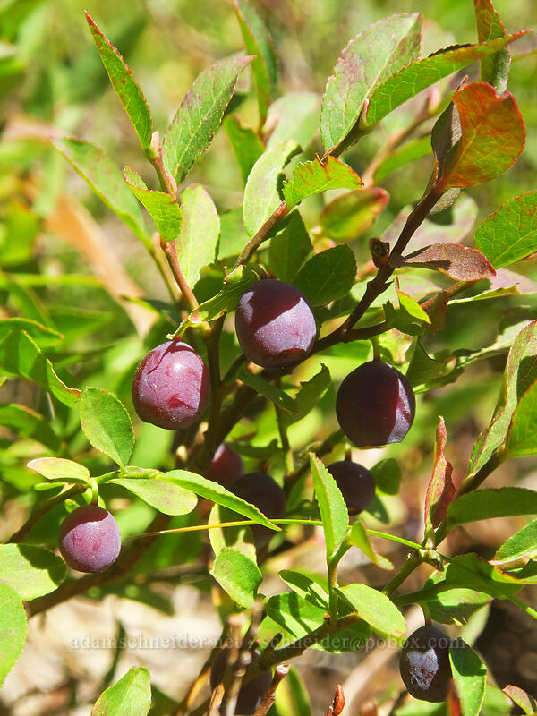 purple grouse whortleberries (Vaccinium scoparium) [Diamond Peak summit trail, Diamond Peak Wilderness, Lane County, Oregon]