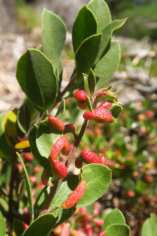 aphid galls on manzanita leaves (Tamalia coweni, Arctostaphylos nevadensis) [Diamond Peak summit trail, Diamond Peak Wilderness, Lane County, Oregon]