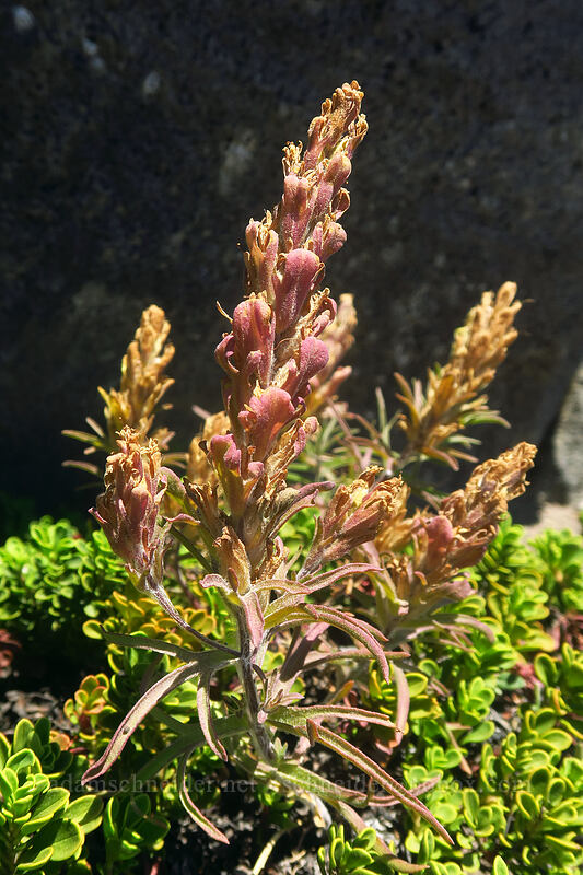 cobwebby paintbrush (Castilleja arachnoidea) [Diamond Peak summit trail, Diamond Peak Wilderness, Lane County, Oregon]