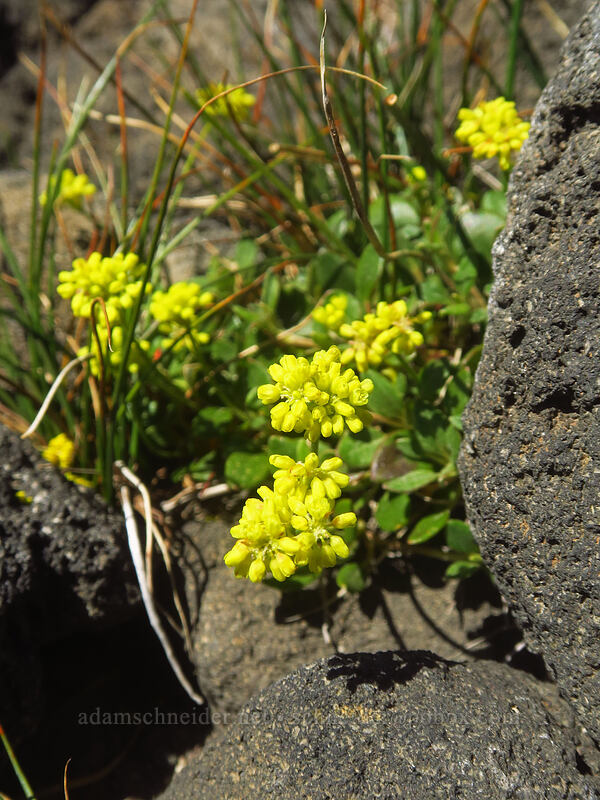 wild buckwheat (Eriogonum sp.) [Diamond Peak summit trail, Diamond Peak Wilderness, Lane County, Oregon]