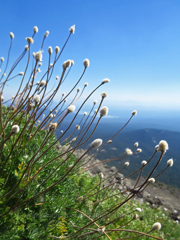 Drummond's anemones (Anemone drummondii) [Diamond Peak summit trail, Diamond Peak Wilderness, Lane County, Oregon]