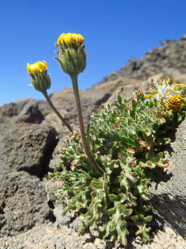 dwarf alpine-gold, budding (Hulsea nana) [Diamond Peak summit trail, Diamond Peak Wilderness, Lane County, Oregon]