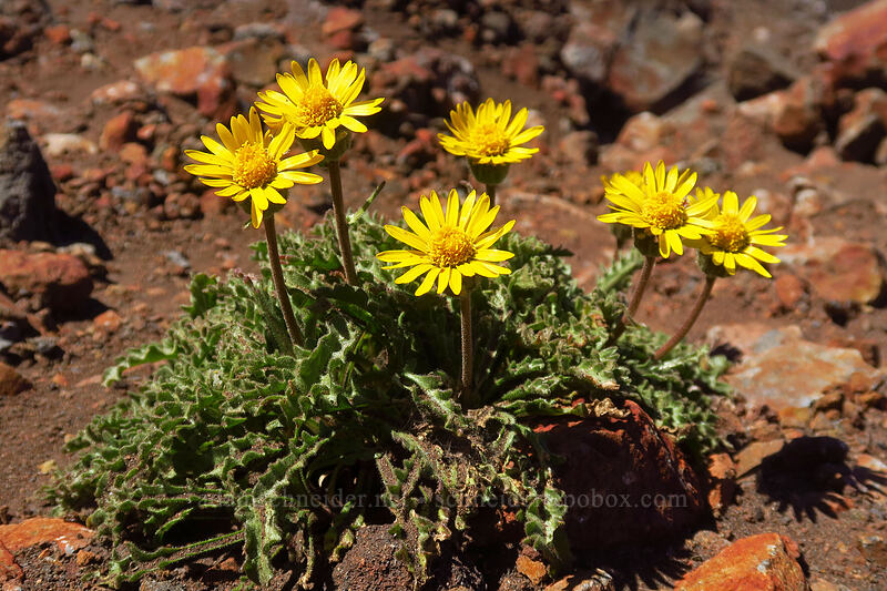 dwarf alpine-gold (Hulsea nana) [Diamond Peak summit, Diamond Peak Wilderness, Lane County, Oregon]