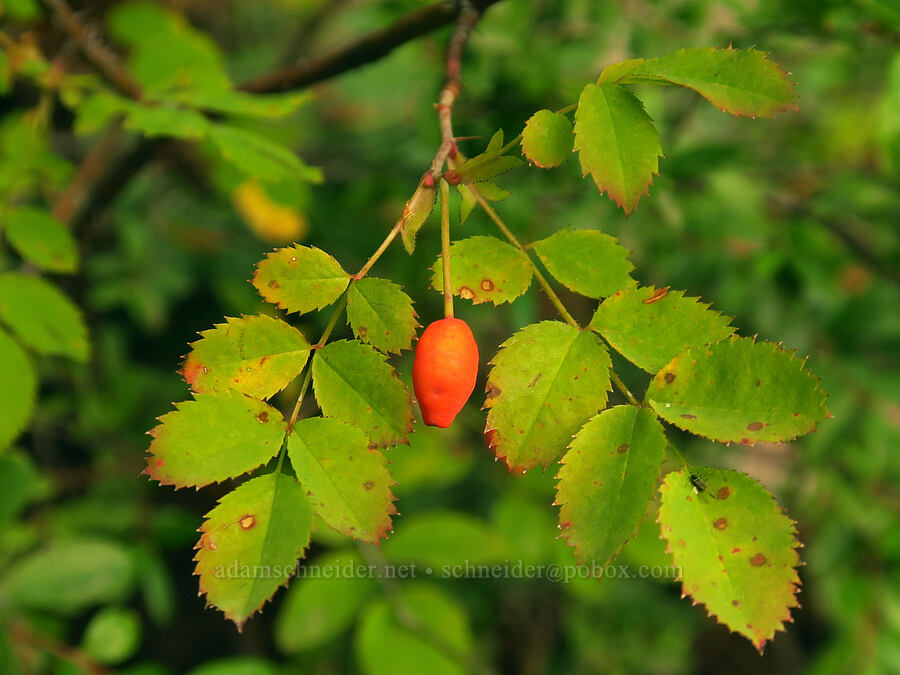 bald-hip rose hip (Rosa gymnocarpa) [Colchuck Lake Trail, Alpine Lakes Wilderness, Chelan County, Washington]