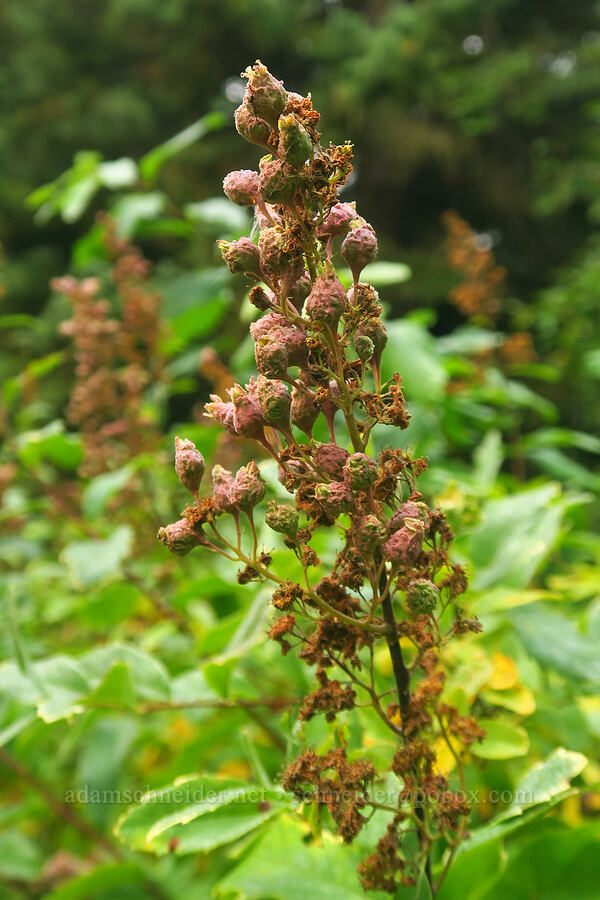 mite galls on hardhack (Phytoptus sp., Spiraea douglasii) [Colchuck Lake Trail, Alpine Lakes Wilderness, Chelan County, Washington]