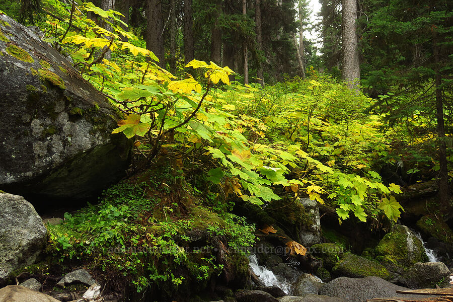 devil's club (Oplopanax horridus) [Colchuck Lake Trail, Alpine Lakes Wilderness, Chelan County, Washington]
