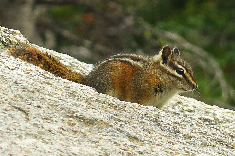 yellow-pine chipmunk (Neotamias amoenus (Tamias amoenus)) [Colchuck Lake Trail, Alpine Lakes Wilderness, Chelan County, Washington]