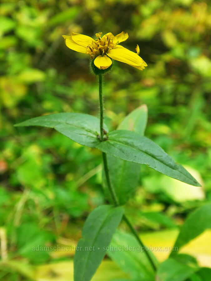 stream-bank arnica (Arnica lanceolata ssp. prima (Arnica amplexicaulis)) [Colchuck Lake Trail, Alpine Lakes Wilderness, Chelan County, Washington]
