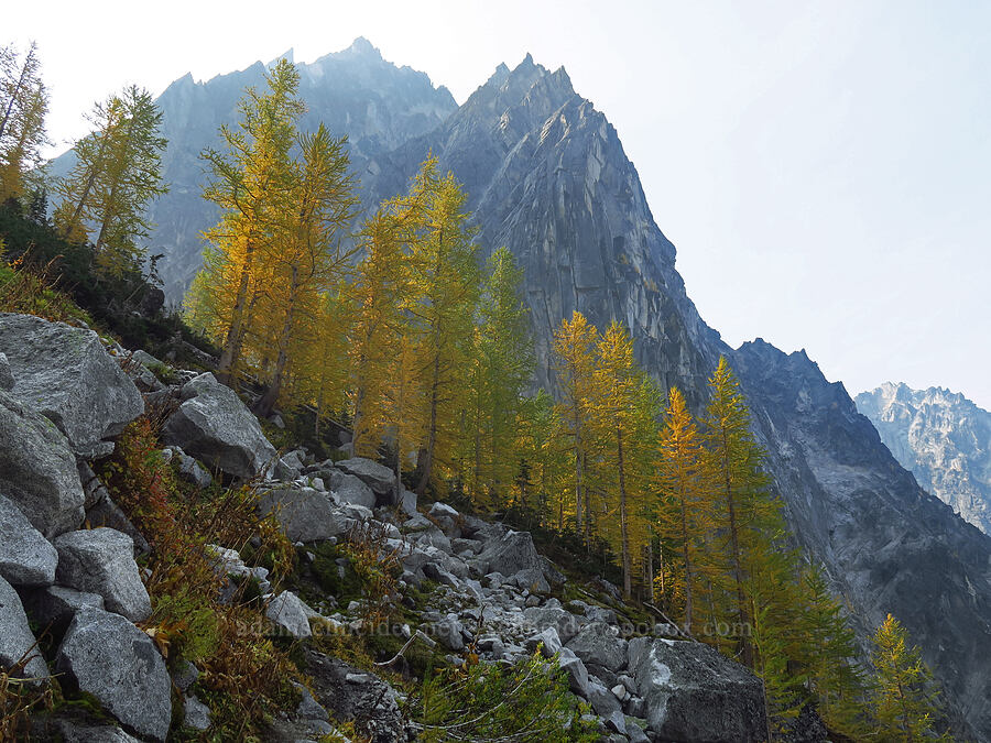 larches & Dragontail Peak (Larix lyallii) [Colchuck Lake Trail, Alpine Lakes Wilderness, Chelan County, Washington]
