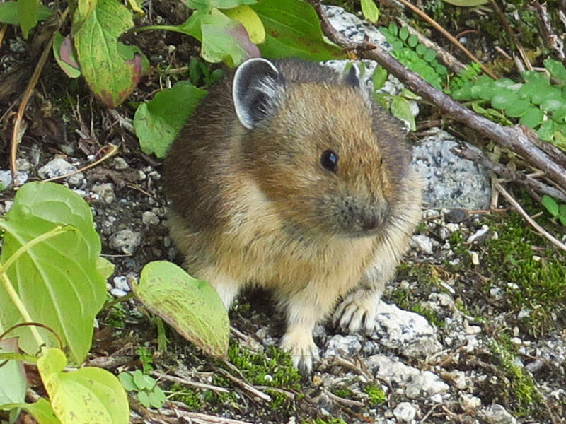 pika (Ochotona princeps fenisex) [Colchuck Lake Trail, Alpine Lakes Wilderness, Chelan County, Washington]