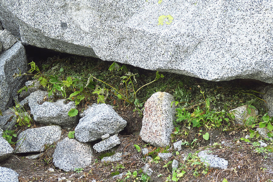 pika's haystack (Ochotona princeps fenisex) [Colchuck Lake Trail, Alpine Lakes Wilderness, Chelan County, Washington]