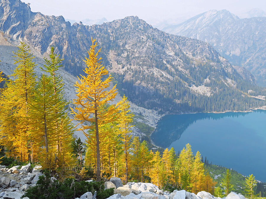 larches & Colchuck Lake (Larix lyallii) [Colchuck Lake Trail, Alpine Lakes Wilderness, Chelan County, Washington]
