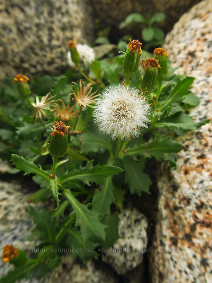 dwarf mountain ragwort, gone to seed (Senecio fremontii var. fremontii) [below Aasgard Pass, Alpine Lakes Wilderness, Chelan County, Washington]