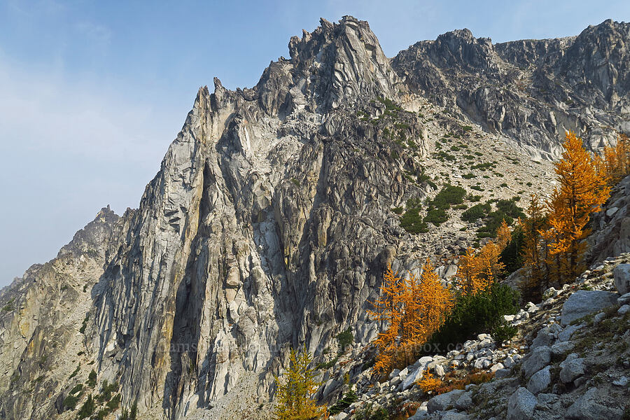 crags & larch trees (Larix lyallii) [below Aasgard Pass, Alpine Lakes Wilderness, Chelan County, Washington]