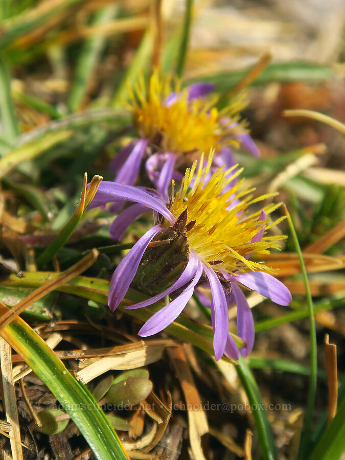 tundra asters (Oreostemma alpigenum (Aster alpigenus)) [Upper Enchantment Basin, Alpine Lakes Wilderness, Chelan County, Washington]