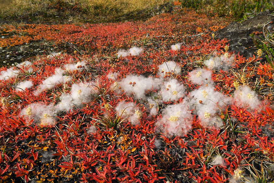 Cascades willow, gone to seed (Salix cascadensis) [Upper Enchantment Basin, Alpine Lakes Wilderness, Chelan County, Washington]
