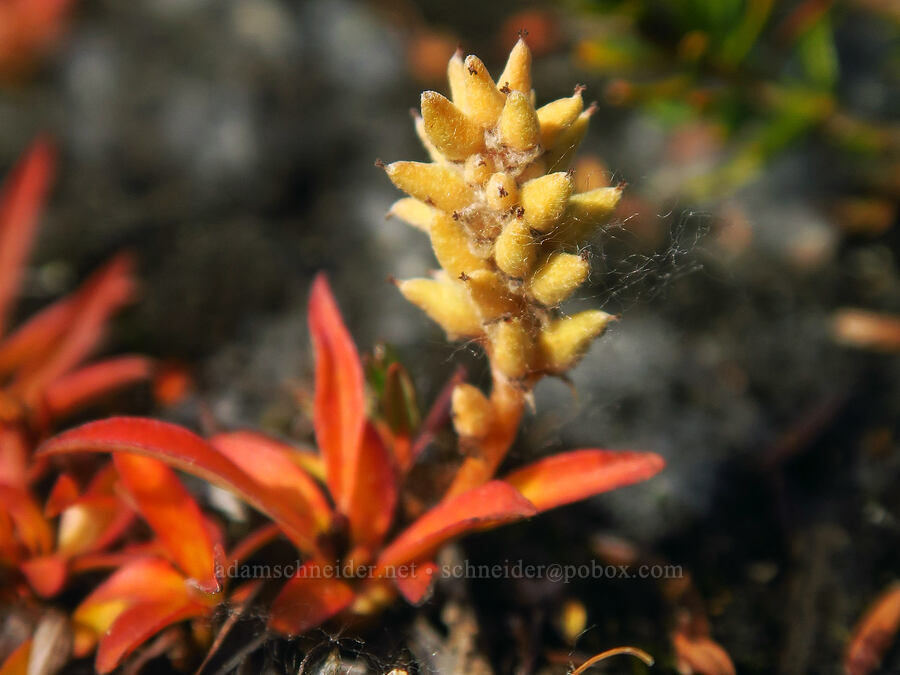 Cascades willow (Salix cascadensis) [Upper Enchantment Basin, Alpine Lakes Wilderness, Chelan County, Washington]